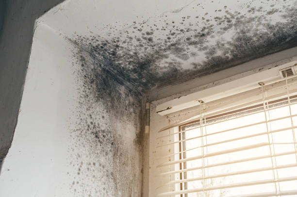 Affordable Mold Removal solutions in Church Hill, TN
